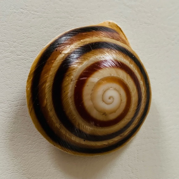 Sea Shell buttons - Picture 2 of 9